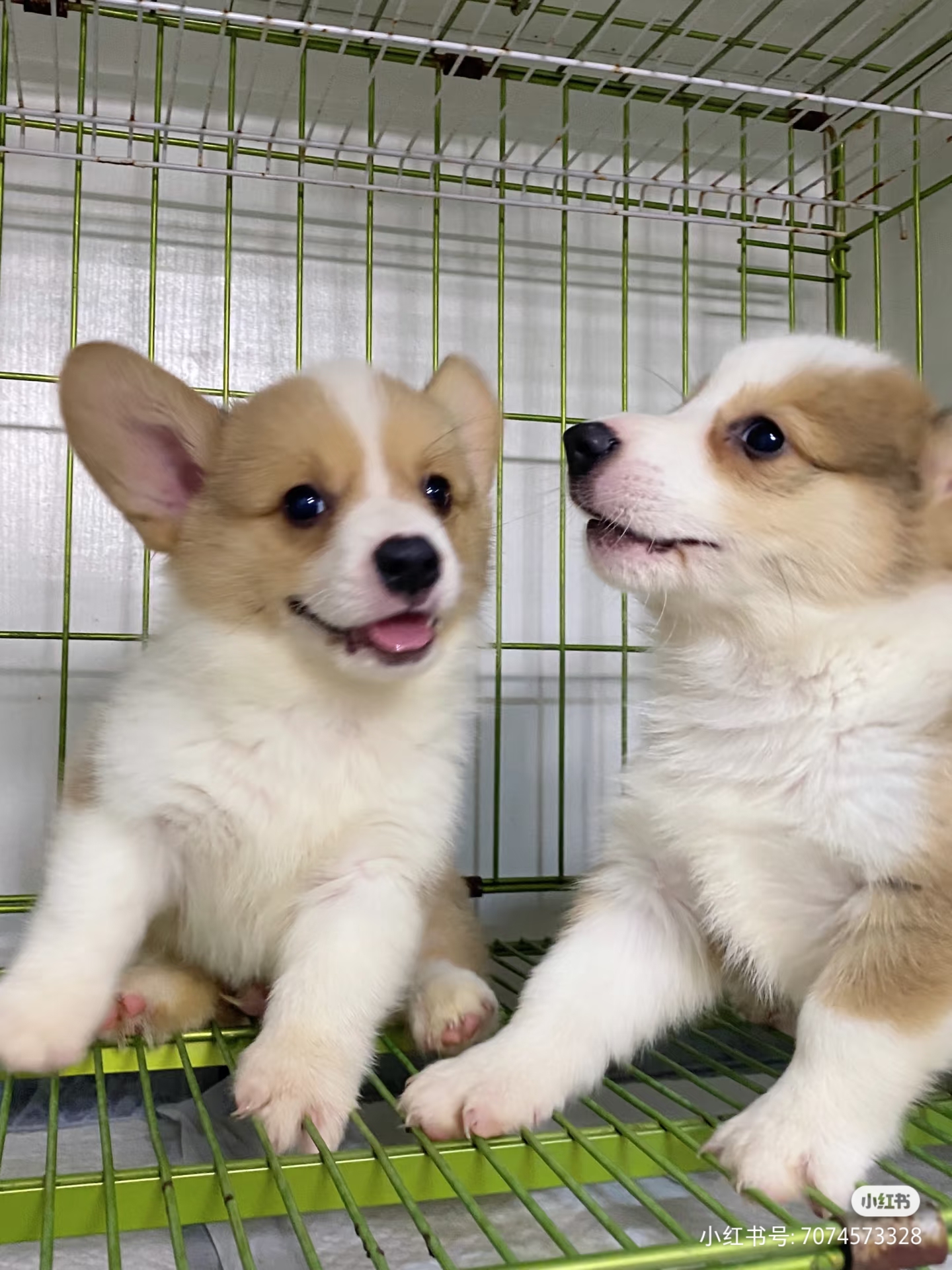 柯基幼犬